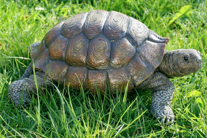 Tortue – Image 2