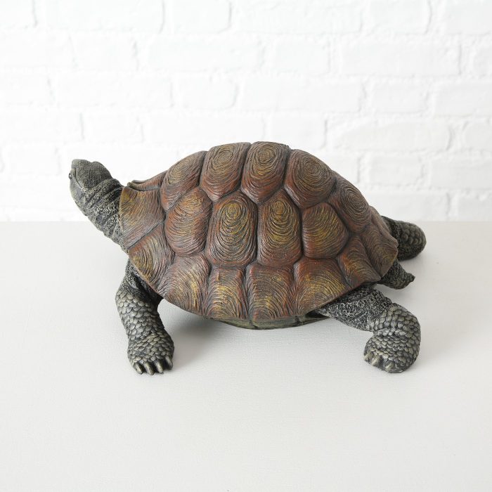 Tortue – Image 3