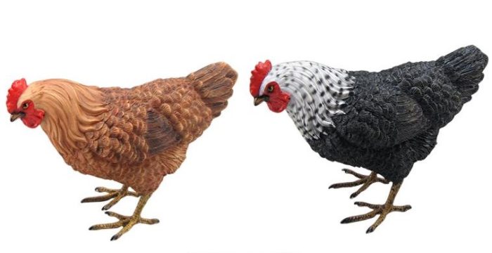Poule – Image 2