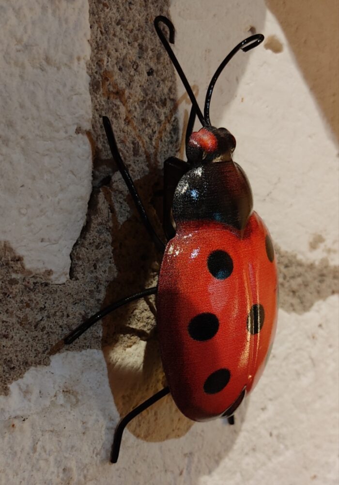 Coccinelle – Image 2